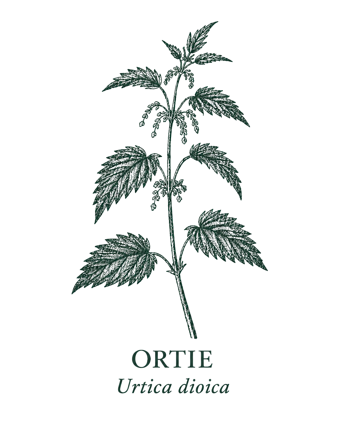 Ortie